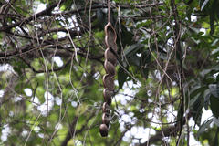 Entada pusaetha